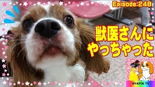 病院で恐怖のあまり先生にヤラかしたキャバリア犬248　Dogs afraid of hospital.