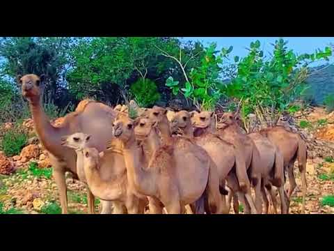 Geela Mayu Muluqo Iyo BARWAQA Taal Duleedka Toga Gobeele