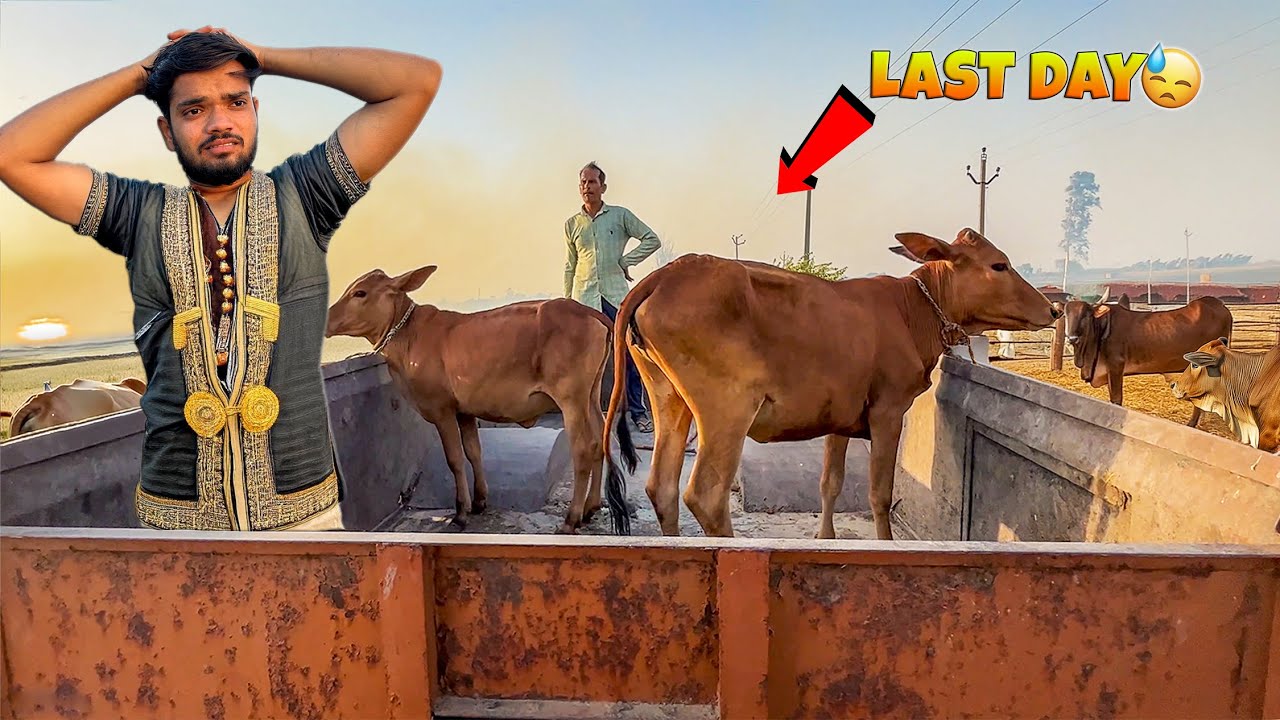 Calfs Ko Gaushala Mein Kyu Chhodna Pada? 😥