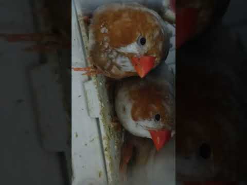 مملكة طيور الزيبرا أسود زيبرا ماشاء الله