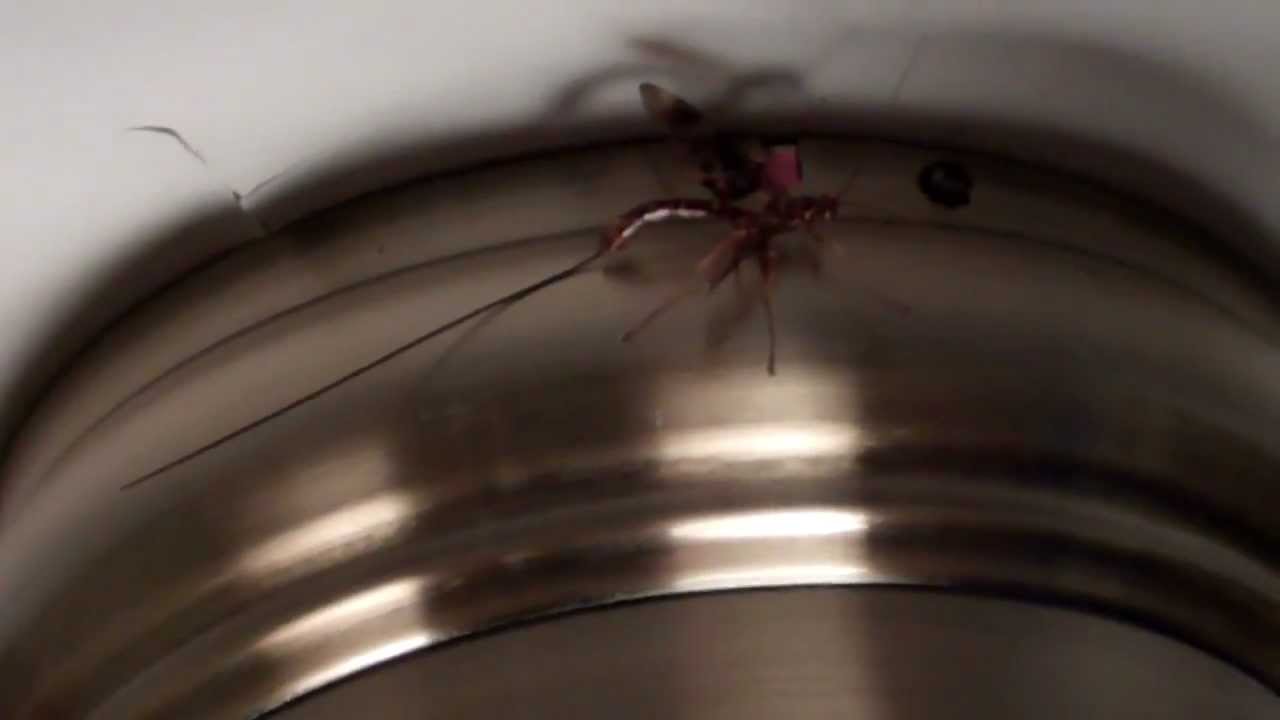 Exterminating an Unusual Wasp in my House YouTube