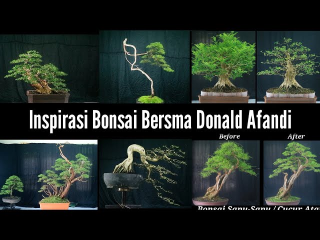inspirasi bonsai bersama donald afandi class=