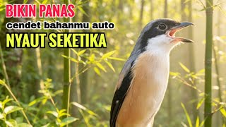 toet toet suara cendet gacor PAGI SIANG SORE sangat efektif buat Pancingan cendet diam agr cpt bunyi