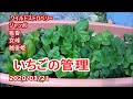 いちご管理３月【いちごのプランター栽培】　2020 0321