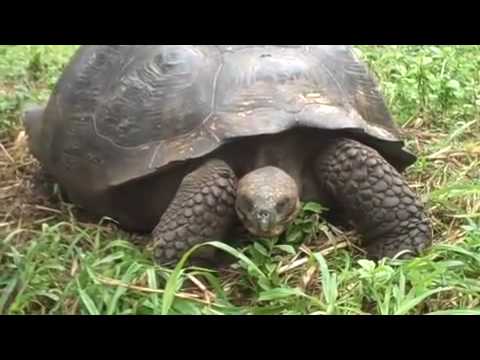 Giant Tortoise on the Move at the Galapagos Islands