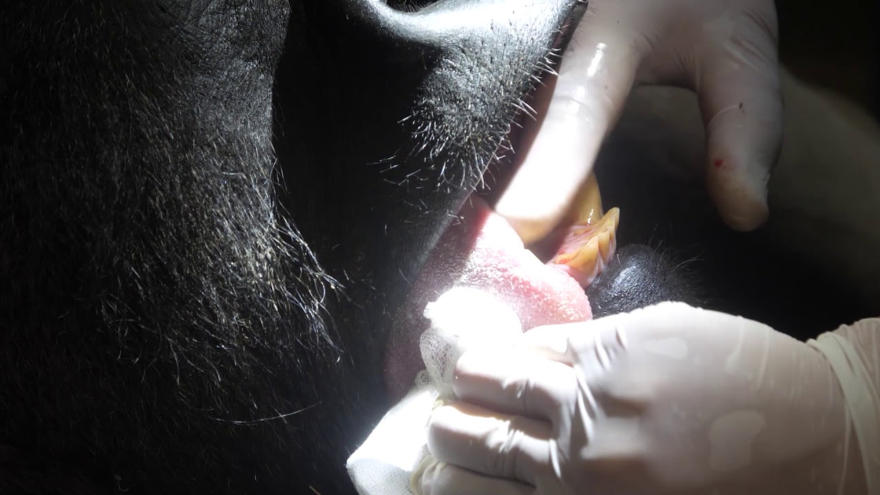 Nyíregyházi Állatpark - Életmentő beavatkozást hajtottak végre Állatparkunk ezüsthátú gorilla hímjén