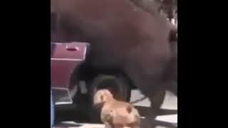 HEWAN ANEH  VERSI ONDER SEPOT