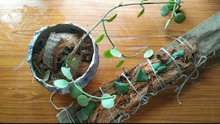 Repotting #Dischidiaplants:Plant that grows on trees(#Orchid, #Hoyas)|#repotwithme|Repotting plants|