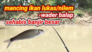 mancing ikan Lukas//nilem//wader balap sehabis banjir besar