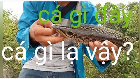 tái chiến tại Tân Phước tiền giang, những ngày cuối mùa,và nắng nóng.