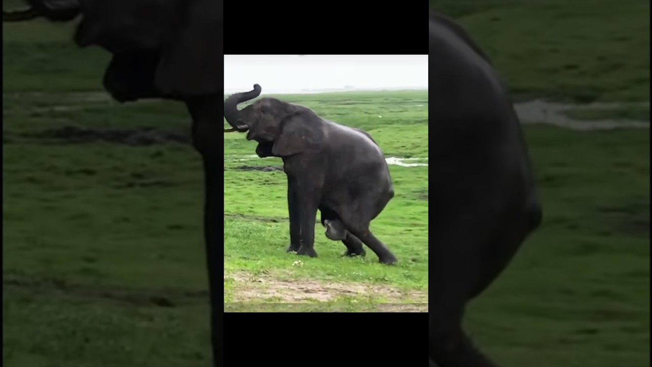 proses gajah melahirkan 