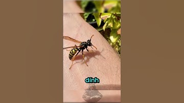 Lý Do Người Ta Đổ Chất Lỏng Bí Ẩn Lên Tổ Ong Bắp Cày 🤯