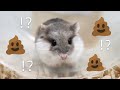 【マナー違反！？】う○ちを器用に取り扱うハムスターにまさかの展開！