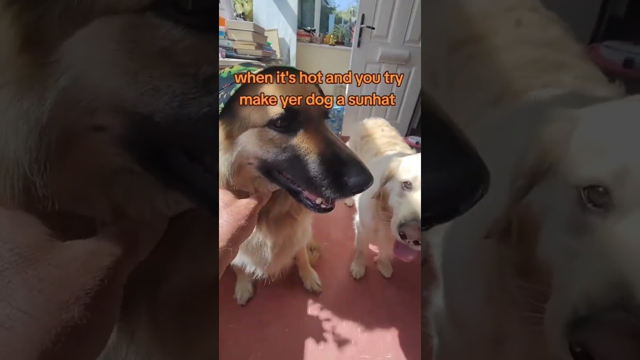 Satta the German shepherd 