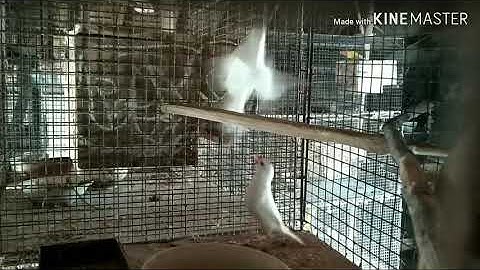 Red Eye White Java Bird.