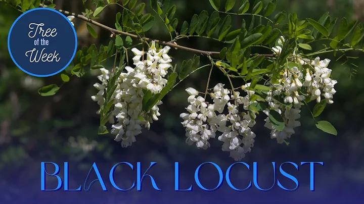 Tree of the Week: Black Locust - DayDayNews