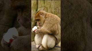 “Top 5 Amazing Monkey Facts#new #viral #trandingshorts #monkey #facts #amazingfacts #ytshorts