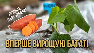 Як виростити батат? Моя перша висадка батату