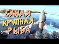 Крупный хариус / Как приготовить рыбные котлеты / Как солить рыбу / Как приготовить сугудай