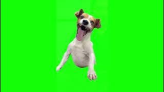 Green Screen Laughing Dog Meme