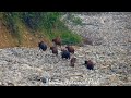 indian gaur manas national park