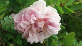 TENOR 1 - The Rose (Music by Ola Gjeilo) for SATB choir