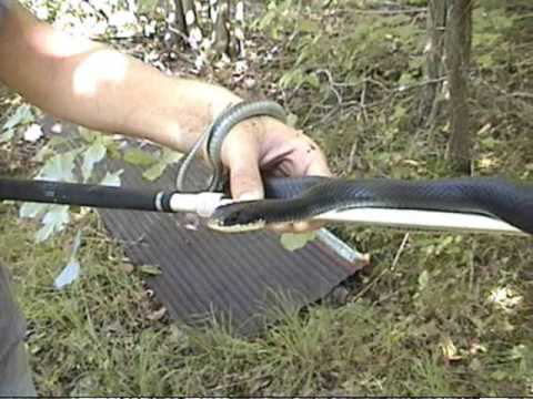 lizard skin grips Field Herping at Lake Monroe