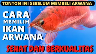 CARA MEMILIH IKAN ARWANA |  IKAN ARWANA BERKUALITAS #arowana #ikanarwana #predatorfish