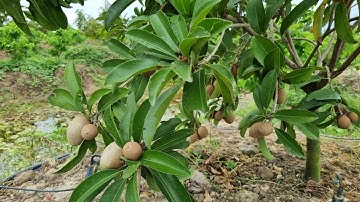 SAPO CẦN THƠ Trồng Bao Lâu Ra Trái _ Vườn sapo cần thơ