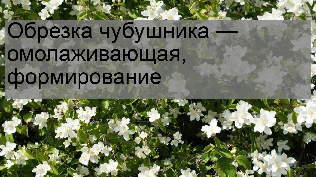 Обрезка чубушника весной. Чубушник обрезка и формирование. Чубушник после цветения.