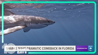 Sharks, including great whites, making dramatic comeback in the Gulf of Mexico