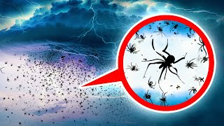 '¡Lluvia de arañas + Otras maravillas naturales que no podrás creer que existen!' by GENIAL 5,507 views 15 hours ago 14 minutes, 23 seconds