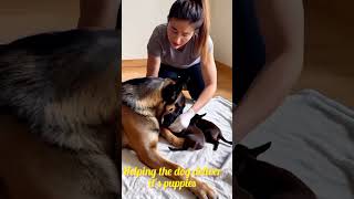 Alsatian Dog Gives Birth — Owner Comforts Her Through the Pain