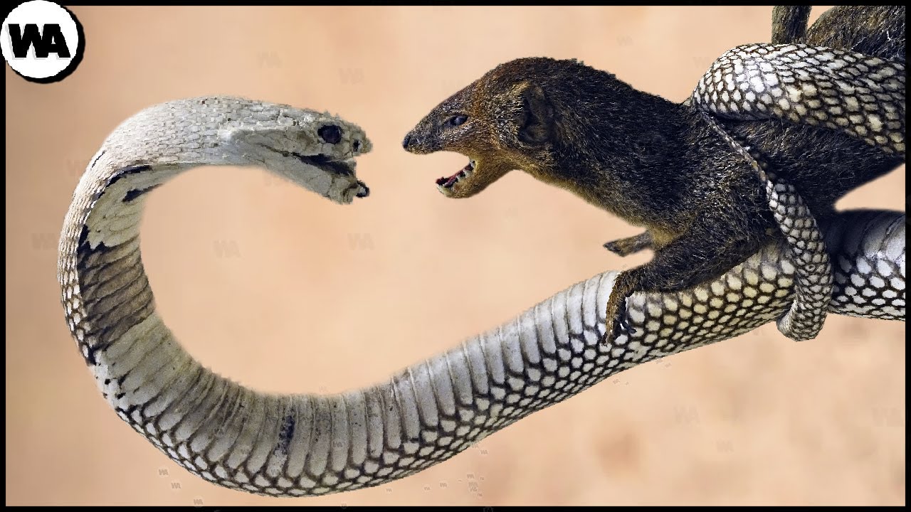 Are Snakes Afraid Of Mongoose?