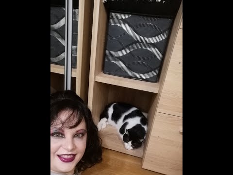 funny cat ,tupi,visited by Elvira queen,mistress of darkness