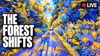 Altered Perception Live Sessions · Forest Morphing & Bending · Continuous Loop · Join the Experiment