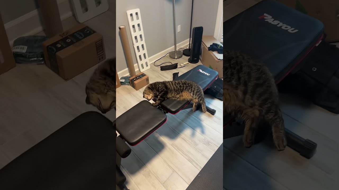 Dude Always Takes The Bench When I Need It Catshorts