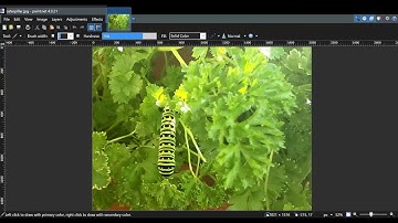 Resizing images in Paint.net for LinkedIn articles