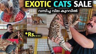 Bengal Cat ഇത്രയും വില കുറവിലോ  Bengal Cat Cheap Rate