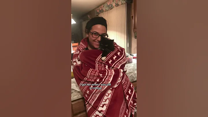 Watch the video about Little’s formal debut #munchkin #munchkincat #short #fluffy #catshorts