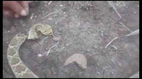 Guy touches a rattlesnake’s severed head and gets bitten