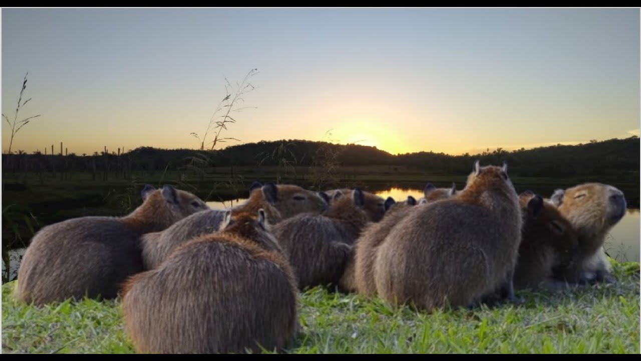 O MELHOR PIO DE CAPIVARA DE 2022 - YouTube