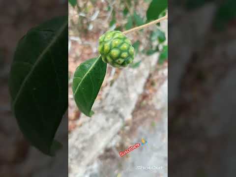 Noni de monte #plantas #naturaleza #curiosidades #naturaleza #mexico #herbolaria