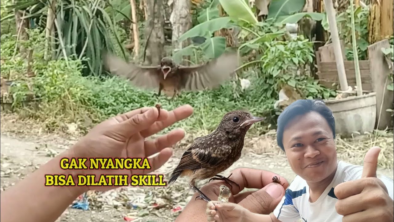 Melatih sidecu, Skill Ftm & pomah