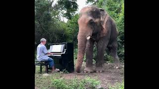 Bach on Piano for Bull Elephant #piano #elephant #music #bach