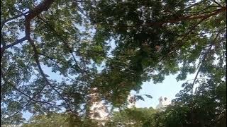 Nengisor Wit Kalbasiyah Kiye Jan Langka Bakul Kopine
