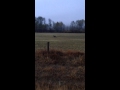 Racing a deer