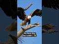 The Storm King Has Landed 🦅⭐ #wildlife #animals #eagle #usa #eaglerescue