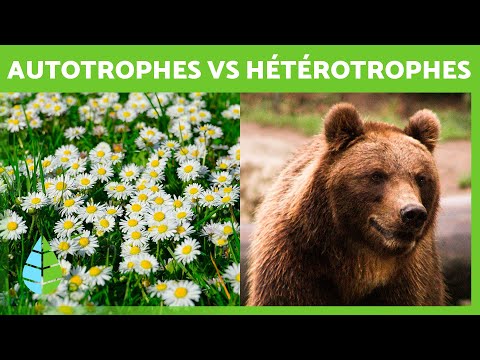 Vidéo: Les coraux sont-ils autotrophes ou hétérotrophes ?