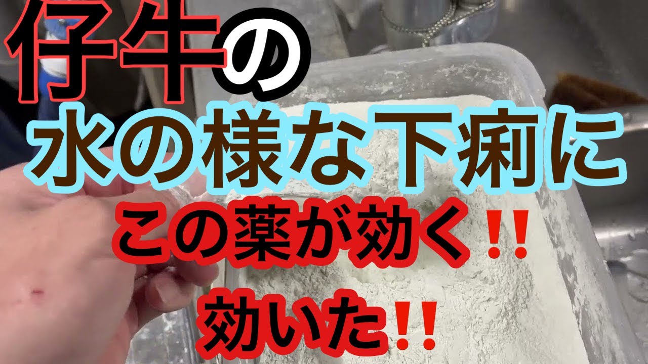 🐄酪農現場必見‼️仔牛の下痢にこの薬が効く💊実際に効果アリ✨良い仔牛を育てて岡山家畜市場へ【育成・治療】
